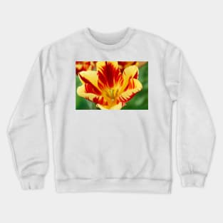 Tulipa 'Helmar' Tulip Triumph Group Crewneck Sweatshirt